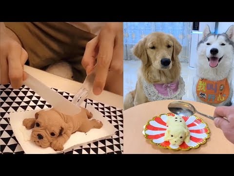 Dog Reaction to Cutting Cake - Funny Dog Cake Reaction Compilation