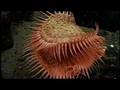 Discovering Hidden Habitats: Monterey Bay Aquarium & NOAA