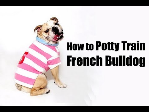 How to Train Bulldog : How to Potty Train my French Bulldog