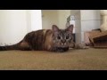Iamnalacat