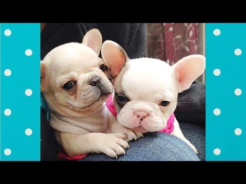 CUTE Puppies Always Make You Smile #2 ♥ Cute Dogs