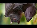 True Facts About The Fruit Bat