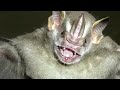 True Facts About The Fruit Bat