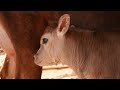 Video Institucional Secretaria de Agricultura e Desenvolvimento 2025