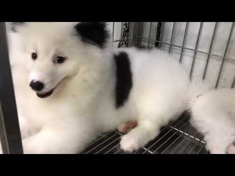 Funny dogs and cats clip | Lovely cats and dogs #Dogsgrooming