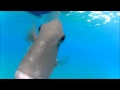 Attaque de balistes. Les quenottes de la mer