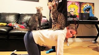 CAT YOGA