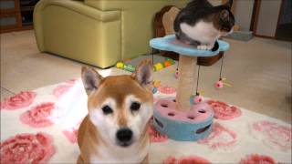 柴犬と猫の漫才芸「なんでやねん」練習 Shiba Inu and Cat