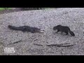 Now Who's The Scaredy Cat? | Alligator vs. Housecat #VOTY2013