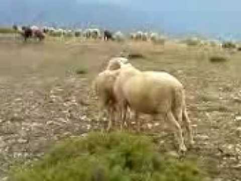 komik sex hehe mutlaka izleyin ;) - YouTube
