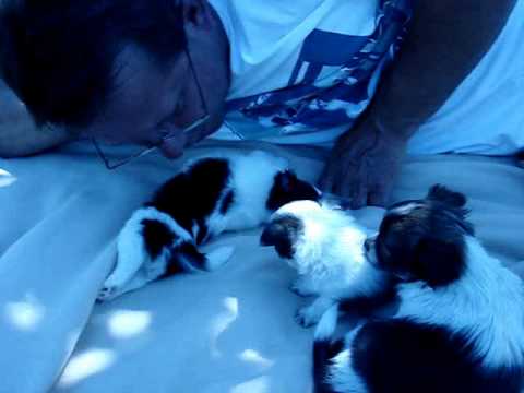 long haired chihuahua black and white. LONG HAIRED CHIHUAHUA PUPPIES