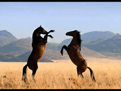 wild horses flying brothers burrito rolling stones slide songs 1080 animals horse pferde