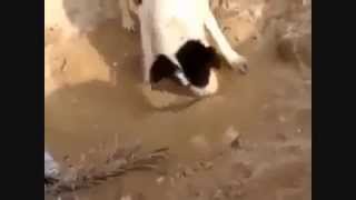 Dog burying dead puppy RIP