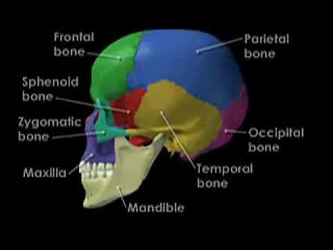 Bones of the skull. Os du crâne 3D, عظام الجمجمة - YouTube