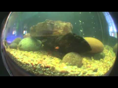 All Grown Up ep.3 Rainbow Shark - YouTube