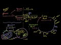 Krebs / Citric Acid Cycle