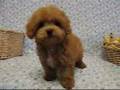 Tiny Toy Poodle Wow Wow Wow - Youtube