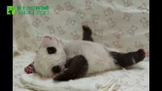 圓仔說週末我要睡到自然醒啦！Baby Giant Panda Said Don't Wake Me Up On The Weekend!