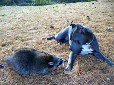 raccoon vs pitbull jw rare