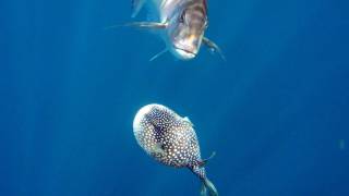 Snapper Eats Puffed-up Blowfish