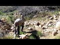 Metal Detecting for Gold Nuggets with a Minelab GPX 5000 Metal Detector