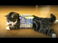 LGDC + Maru le Chat by Magisto
