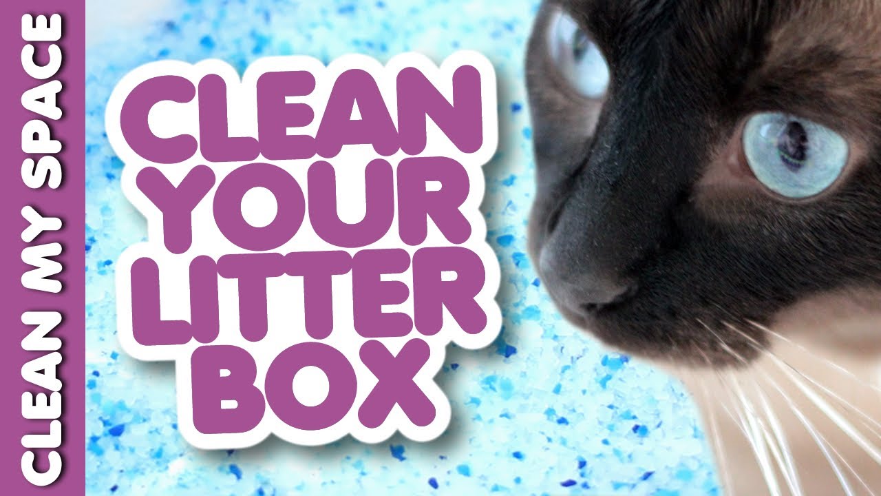 How to Keep the Litter Box Fresh & Clean! Easy Ideas for Cleaning Up