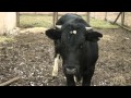 About Sergey Gandrabur, farmer