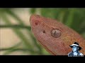Florida's Venomous Snakes 01/10 - Copperheads