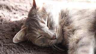 ゆったり～ズ - Relaxing Cats -