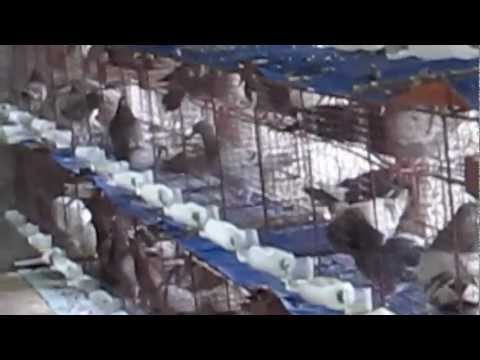 Mo hinh chan nuoi chim bo cau cong nghiep