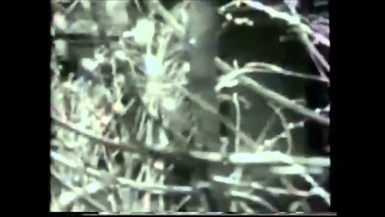 Maurice Gibb Railroad Maurice Gibb Railroad