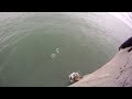 SEA LIONS taking FISHERMAN'S FISH + Catching a BARRACUDA & SALMON on the Pacifica Pier GoPro HERO HD