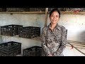 HƯỚNG DẪN CÁCH LÀM CHUỒNG NUÔI CHIM BỒ CÂU PHÁP