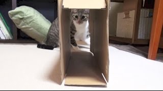 猫ミサイルに撃たれてみた - Cat Missile -