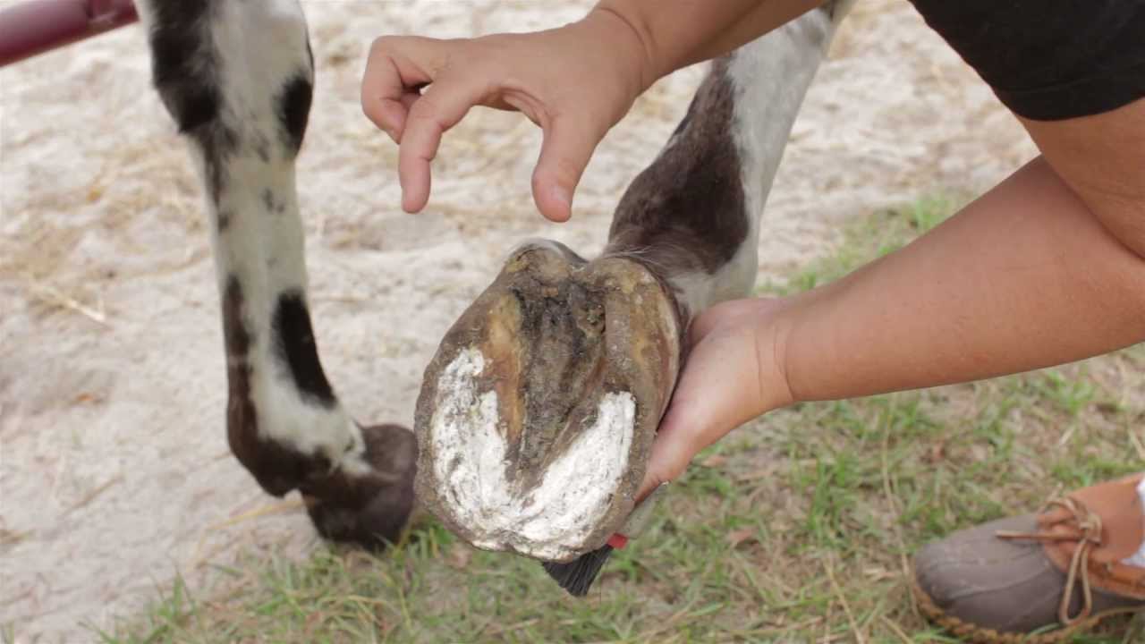 Becky's Homestead Horse Hoof Abscess Treatment YouTube