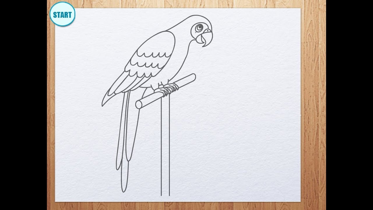 How to draw parrot - YouTube