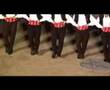Tsestos-traditional Greek Dance - Youtube