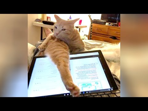 Top CRAZY & FUNNY ANIMALS 2020