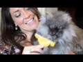 Colonel Meow crowned 'World's Hairiest Cat'