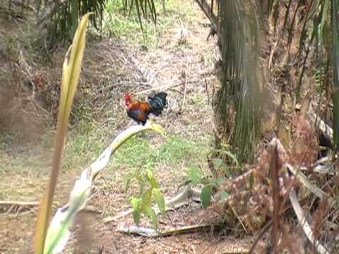 Pikat Ayam Hutan - YouTube