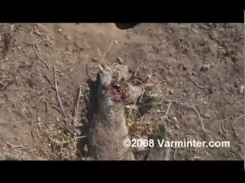 Ground Squirrel Hunt with 5mm Centurion Remington Rimfire Magnum Ammunition - I