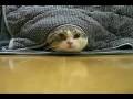 I am Maru - The funniest cat on the planet