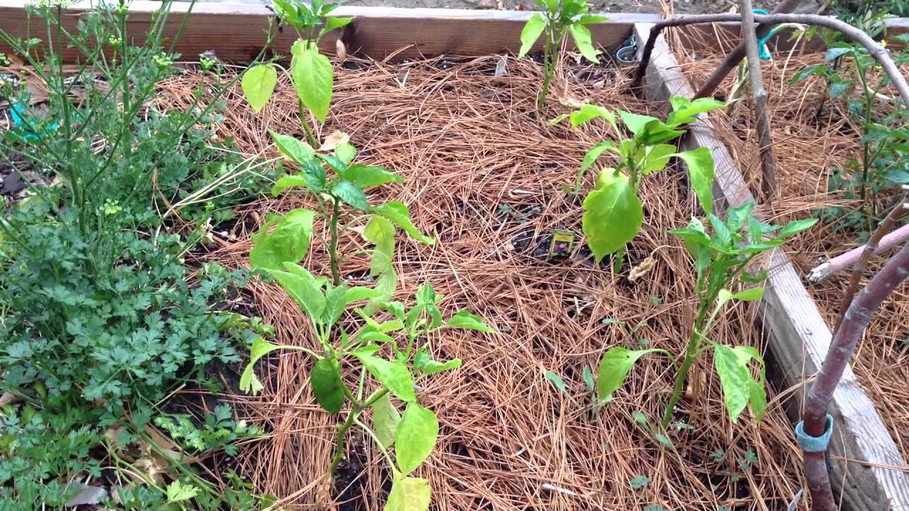 Is Molasses Good For House Plants at Courtney Hatchett blog