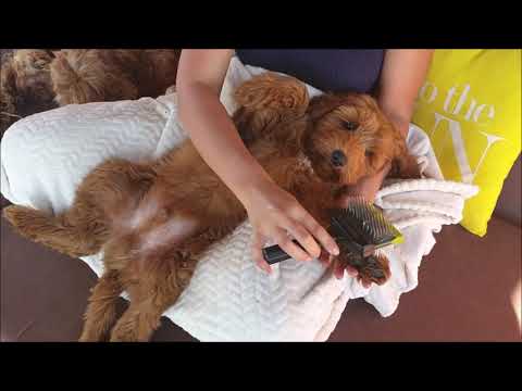 Australian labradoodle puppys: chilling and grooming