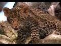 Africa safari tour ,Tour Africa Safaris, Kenya Tanzania Wildlife Safaris African Tours Holiday Trips