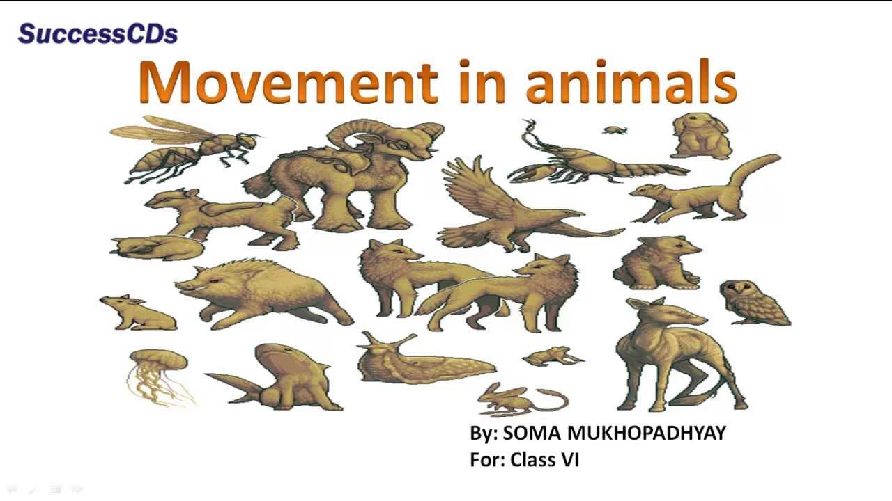 Movement in Animals | Class 6 Science lesson NCERT CBSE Lesson - YouTube