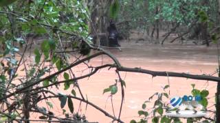 vacas arrastadas por enchente em Nova Candelária - RS