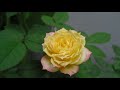 Biệt Thự Tăm Tre số 8 ( Biệt Thự Xinh - DinhQuan.info)