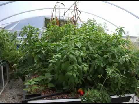 hydroponic lettuce system